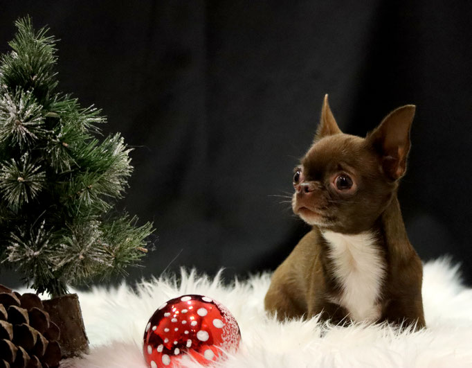 Weihnachtsshooting 2021