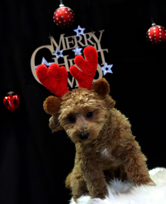 Weihnachtsshooting 2021