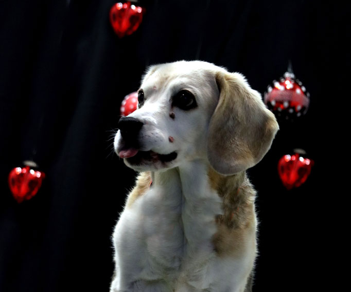 Weihnachtsshooting 2021
