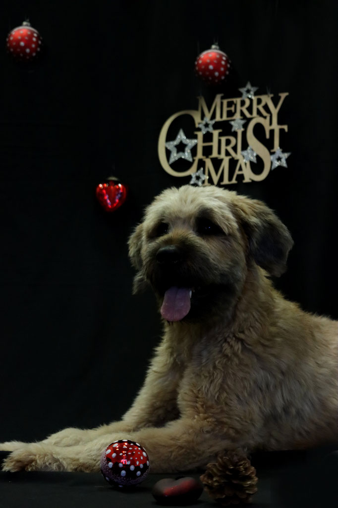 Weihnachtsshooting 2021