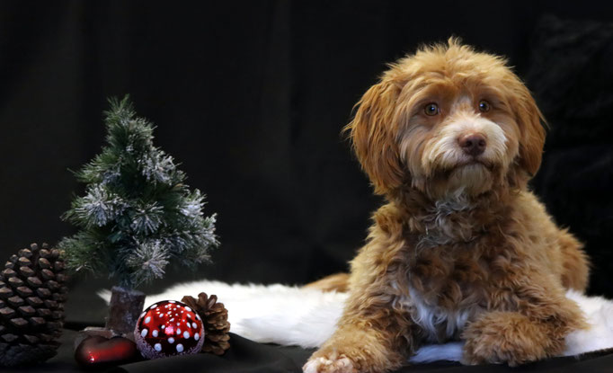 Weihnachtsshooting 2021