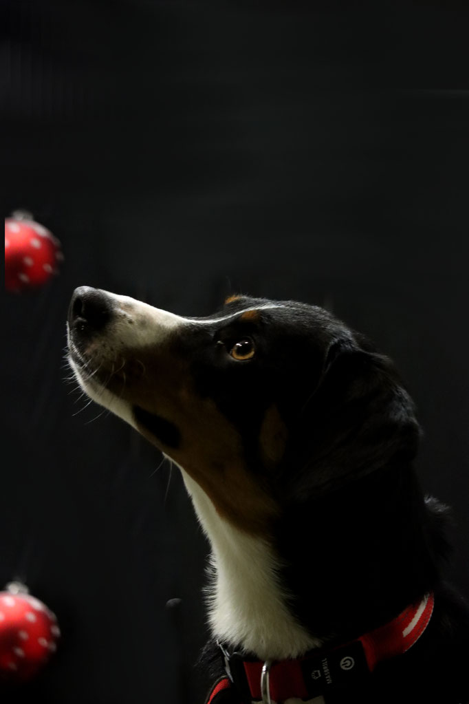 Weihnachtsshooting 2021