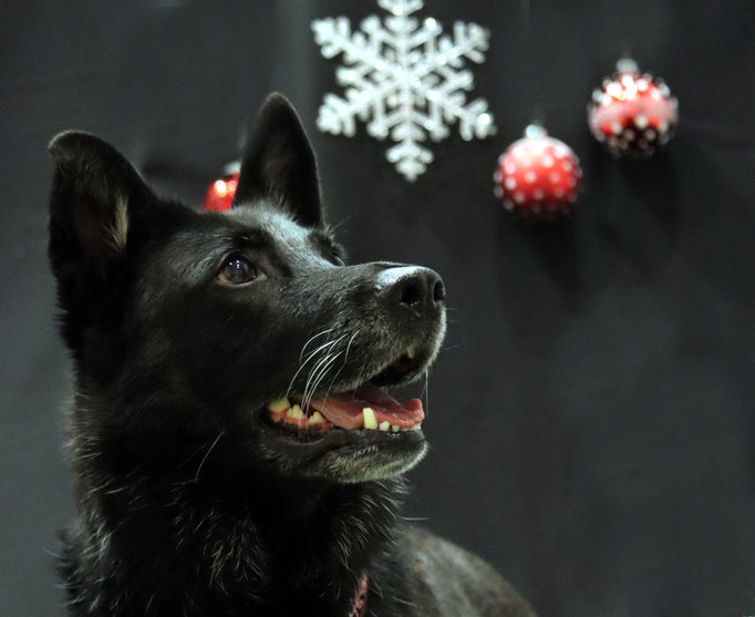 Weihnachtsshooting 2021