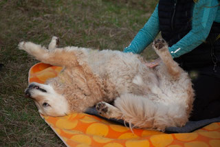 Hydrotherapie Hund