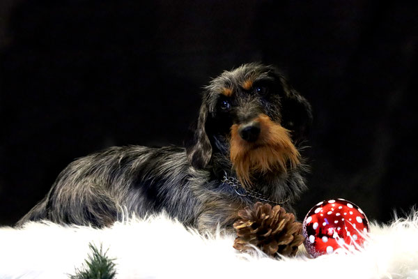 Weihnachtsshooting 2021