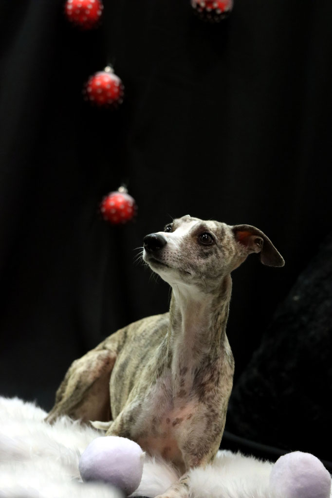 Weihnachtsshooting 2021